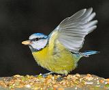 Blue Tit 8M85D-17